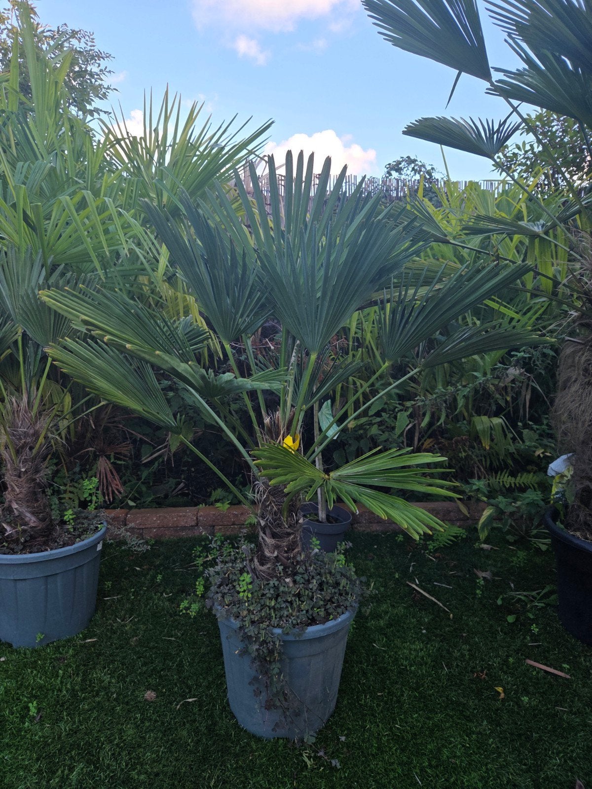 palmboom trachycarpus wagnerianus 10% korting, Tuin en Terras, Volle zon, Ophalen of Verzenden, 100 tot 250 cm, Zomer