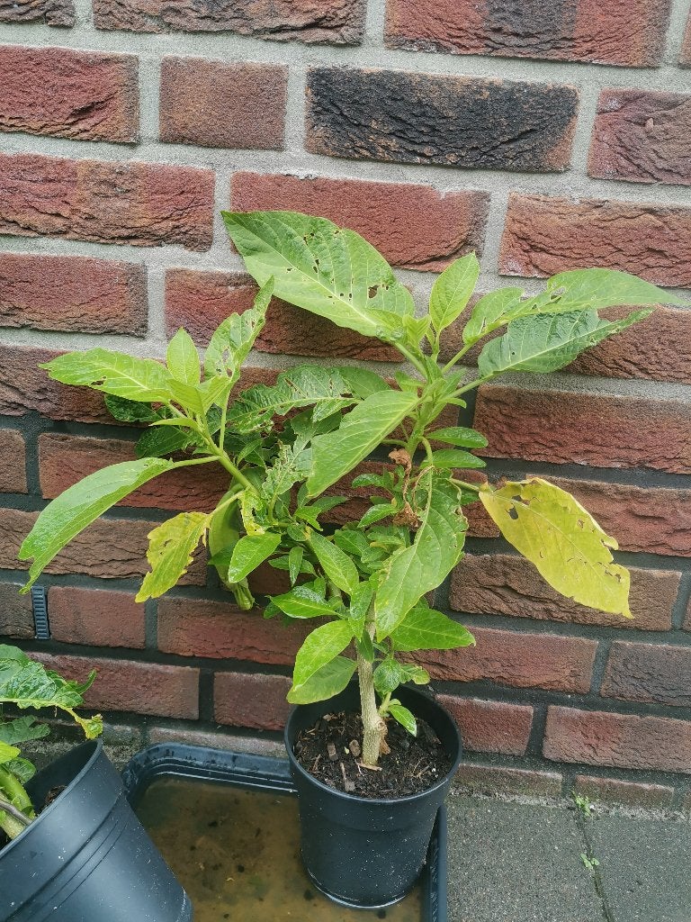 Brugmansia wit, Volle zon, Vaste plant, Zomer, Ophalen