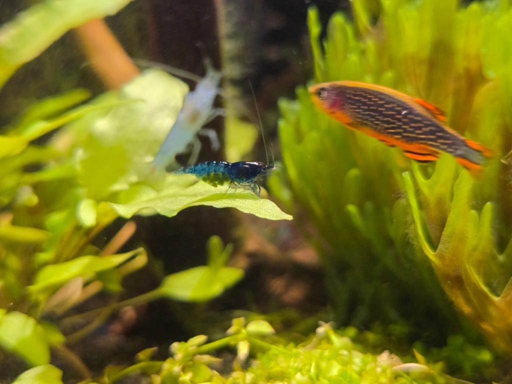Galaxy Rasboras 10 stuks, Dieren en Toebehoren, Vissen | Aquariumvissen, Vis