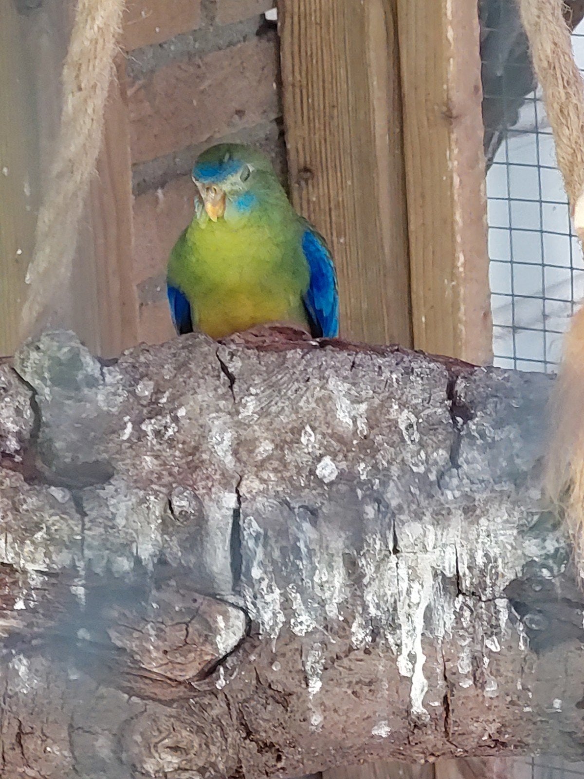 Turquoisine van dit jaar, Dieren en Toebehoren, Vogels | Parkieten en Papegaaien, Meerdere dieren, Parkiet, Geringd