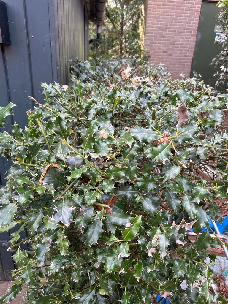 Gratis Hulst haag - zelf uitgraven, Ophalen, Hulst, Haag, 100 tot 250 cm