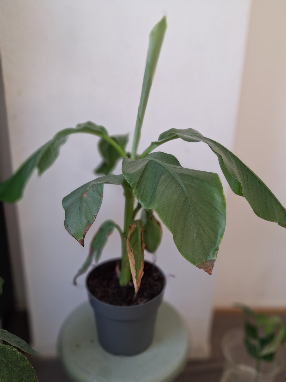 Musa  bananenplant, Tuin en Terras, Volle zon, Vaste plant, Bloeit niet, Ophalen