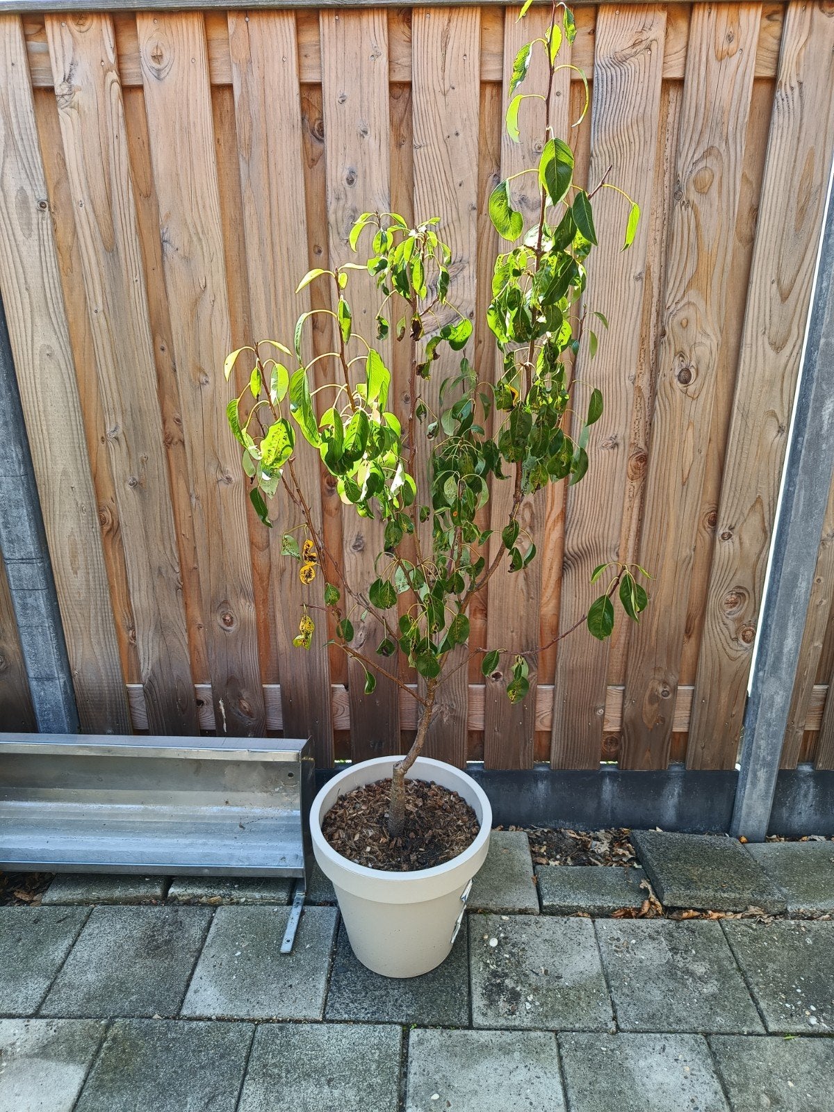 Perenboom in pot - onbekend ras, Tuin en Terras, Ophalen, 100 tot 250 cm, In pot, Perenboom