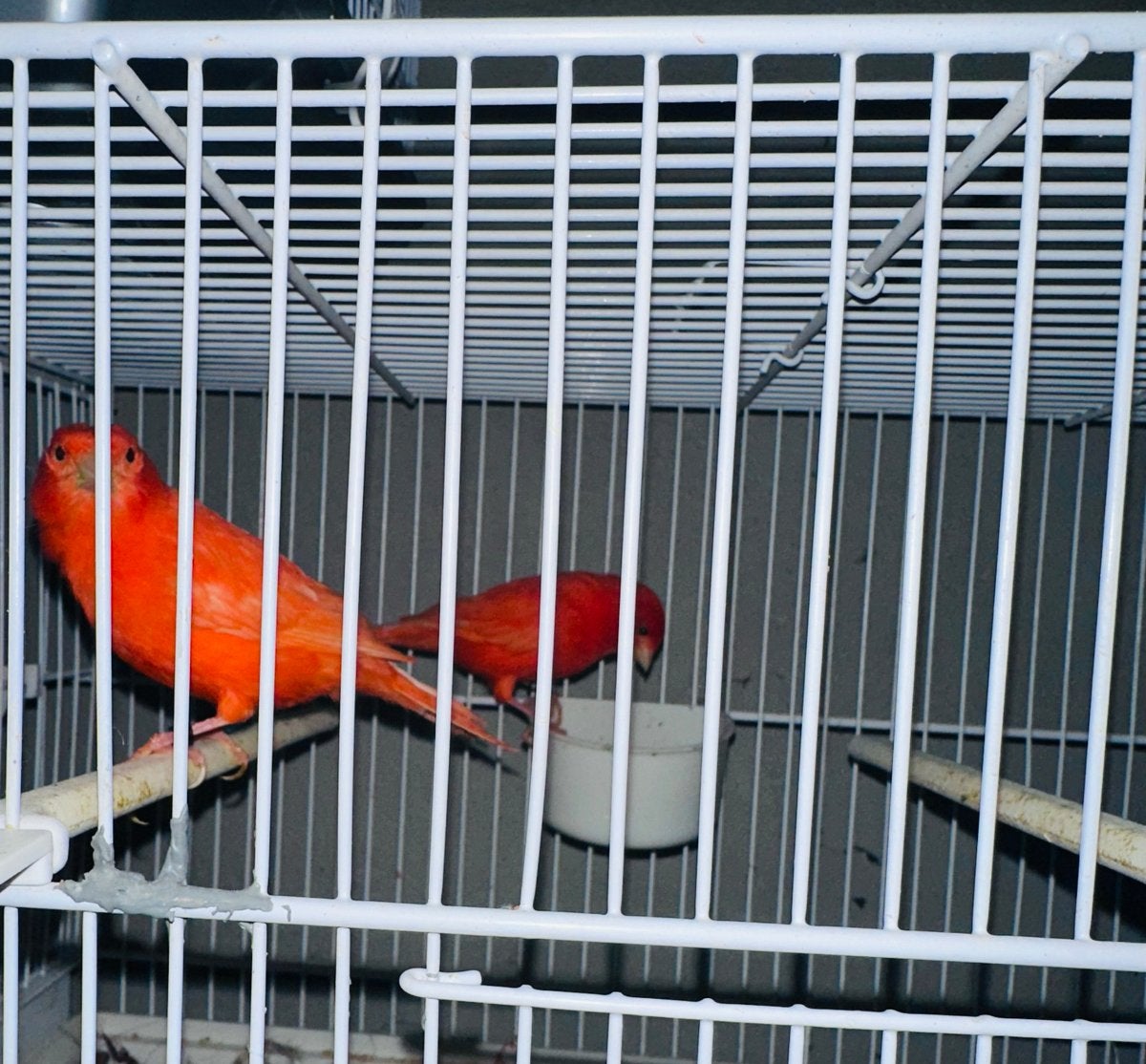 Mooi koppel rood kanarie, Meerdere dieren, Kleurkanarie