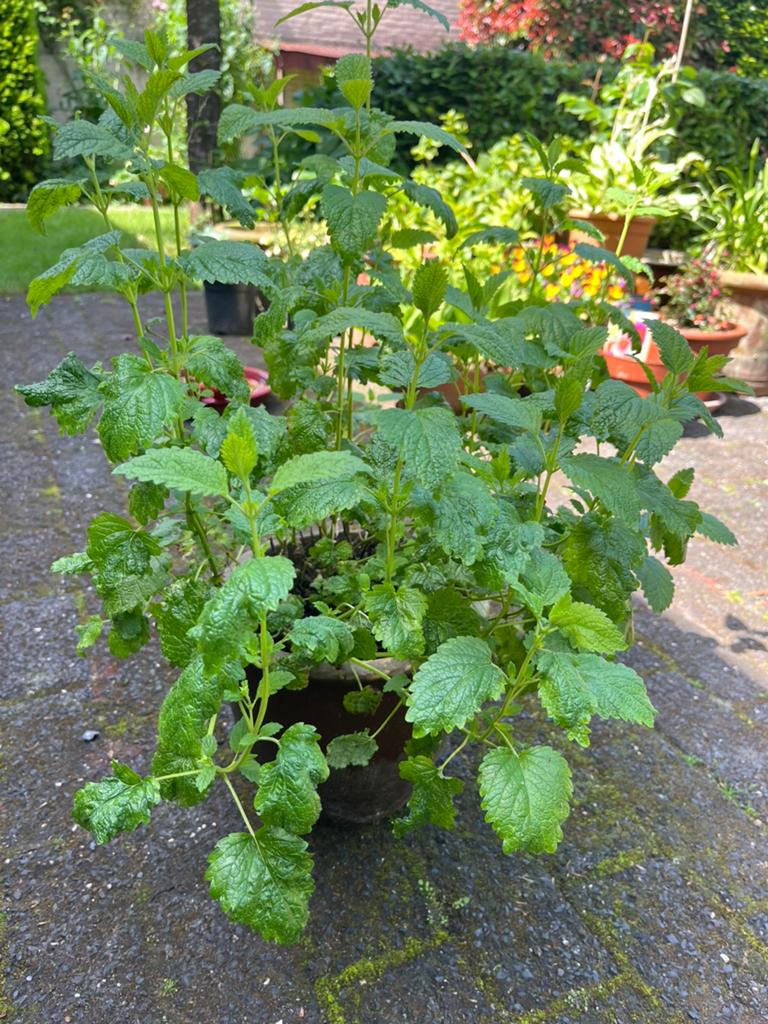 Grote biologische citroenmelisse zonder pot, Tuin en Terras, Planten | Tuinplanten, Ophalen, Overige soorten, Volle zon
