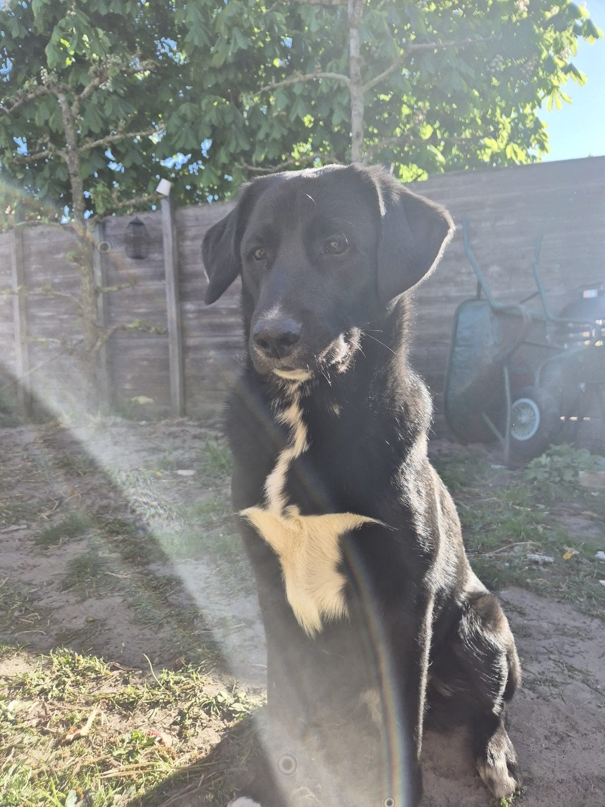 Te koop: Lieve actieve Border-Collie / Labrador (9 maanden), Parvo, 15 weken tot 1 jaar, Reu, Groot