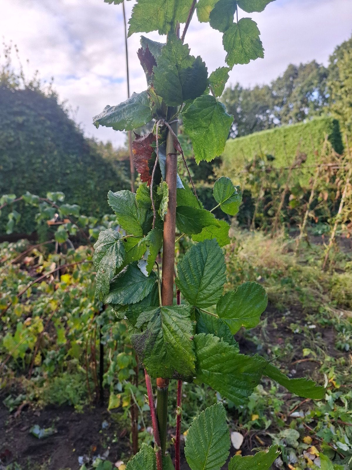 Biologische Frambozenstruiken - 10 stuks, Ophalen, Vaste plant, Fruitplanten, Volle zon