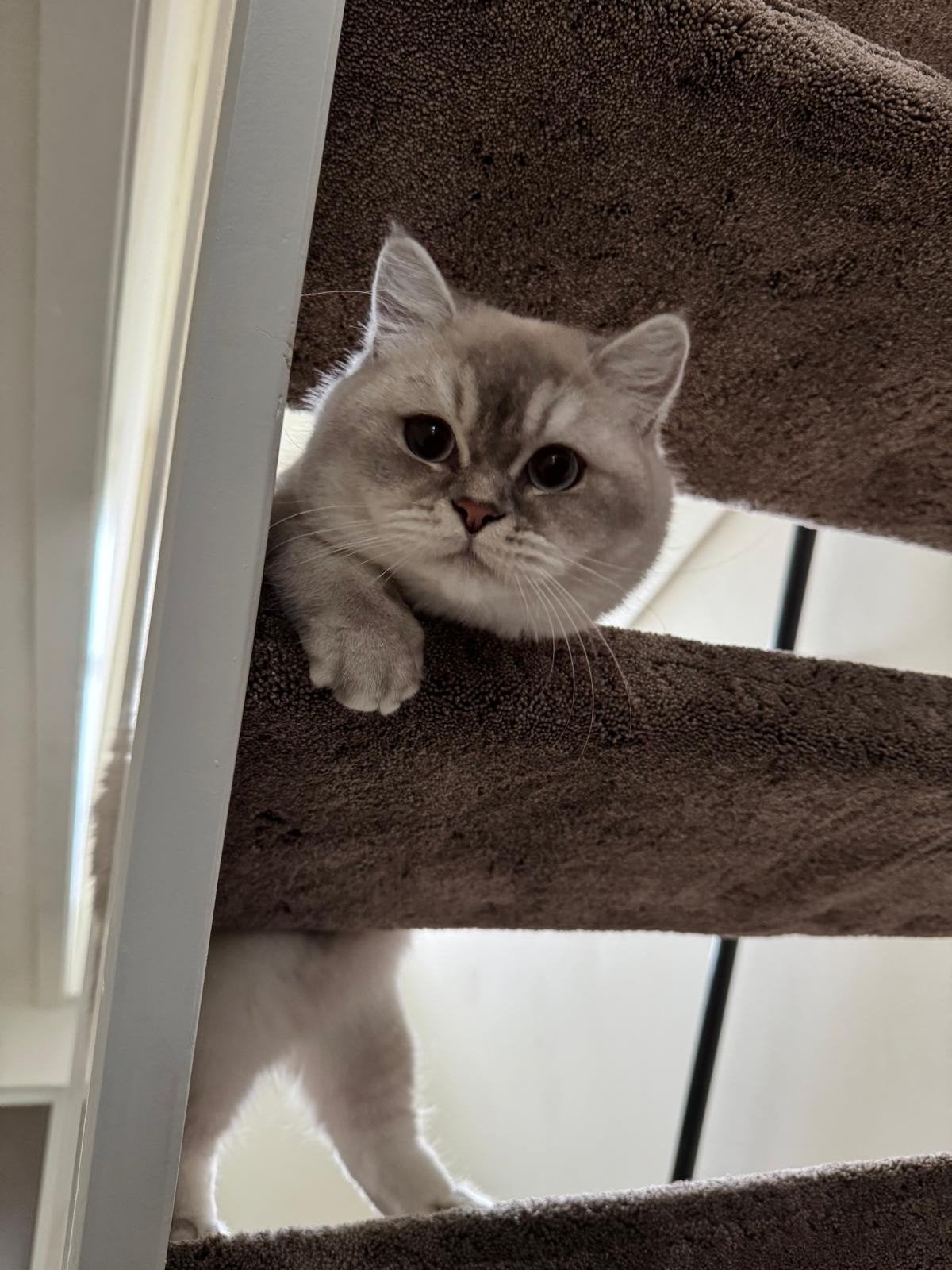 Britse korthaar, Dieren en Toebehoren, Kater, Met stamboom