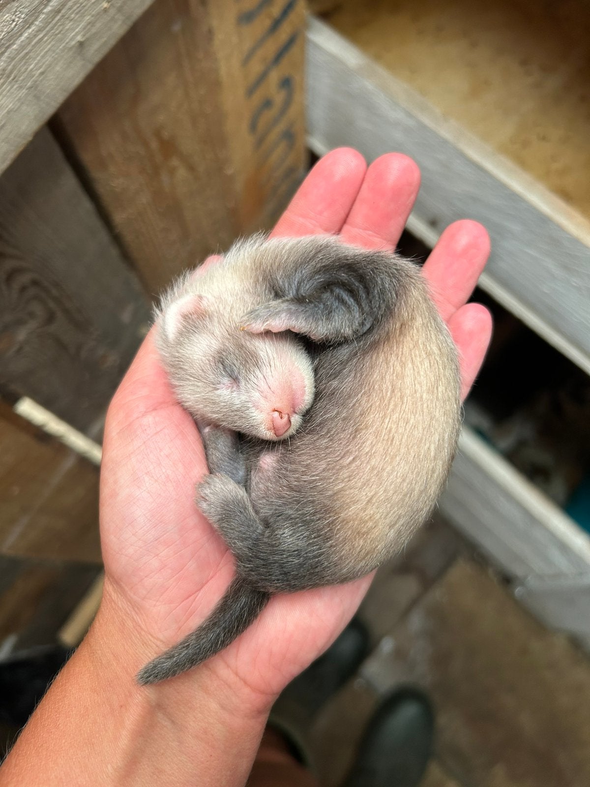 Fretten pups, Juni, Meerdere dieren