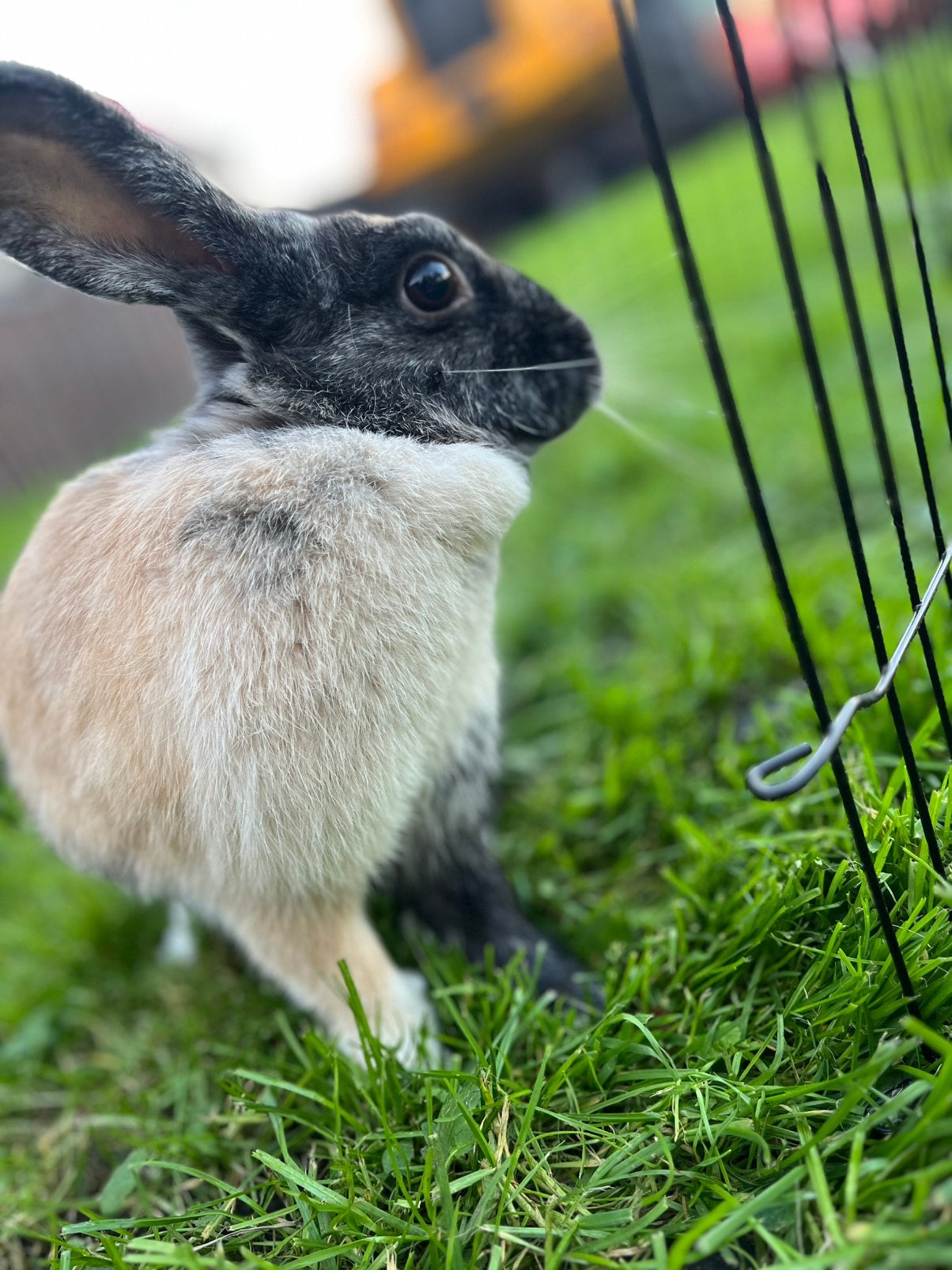 Twee lieve konijnen te koop️, Meerdere dieren