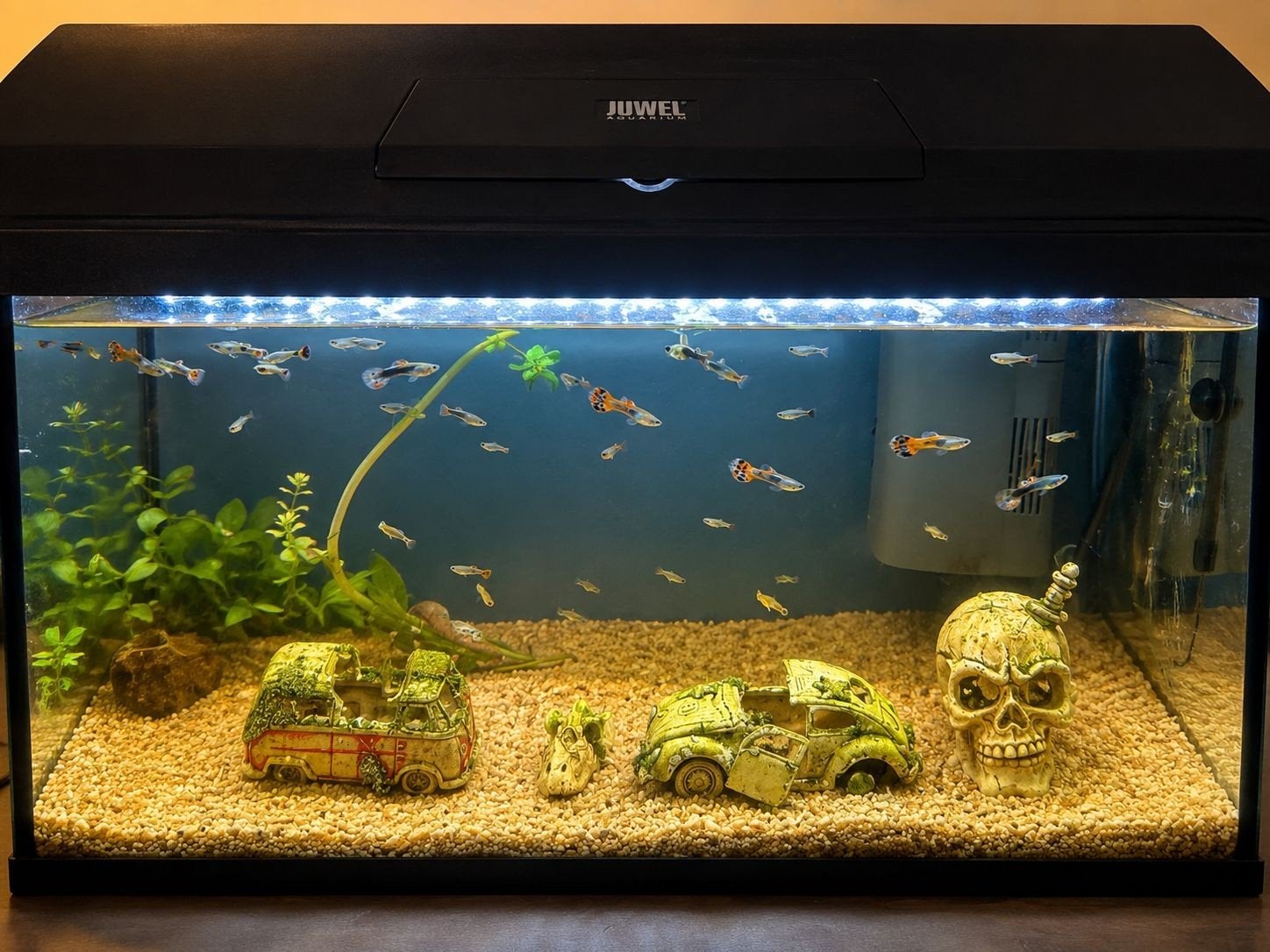 Juwel Aquarium compleet met vissen, verlichting en filter, Ophalen of Verzenden, Leeg aquarium