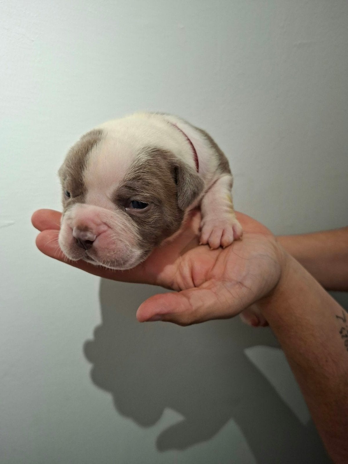 Amerikaanse Bulldog pups - Type Bully, Dieren en Toebehoren, Reu, 8 tot 15 weken, Bulldog, Meerdere