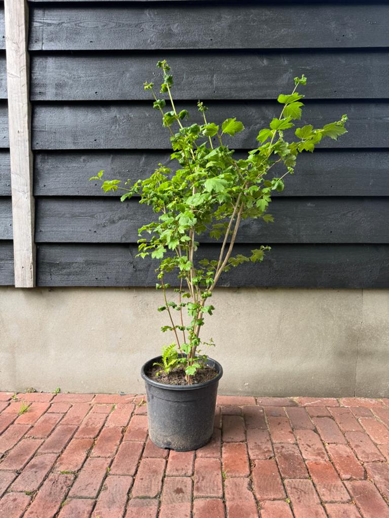 Viburnum opulus (Gelderse roos) 120cm, Tuin en Terras, Planten | Struiken en Hagen, Ophalen, Overige soorten, Struik, 100 tot 250 cm