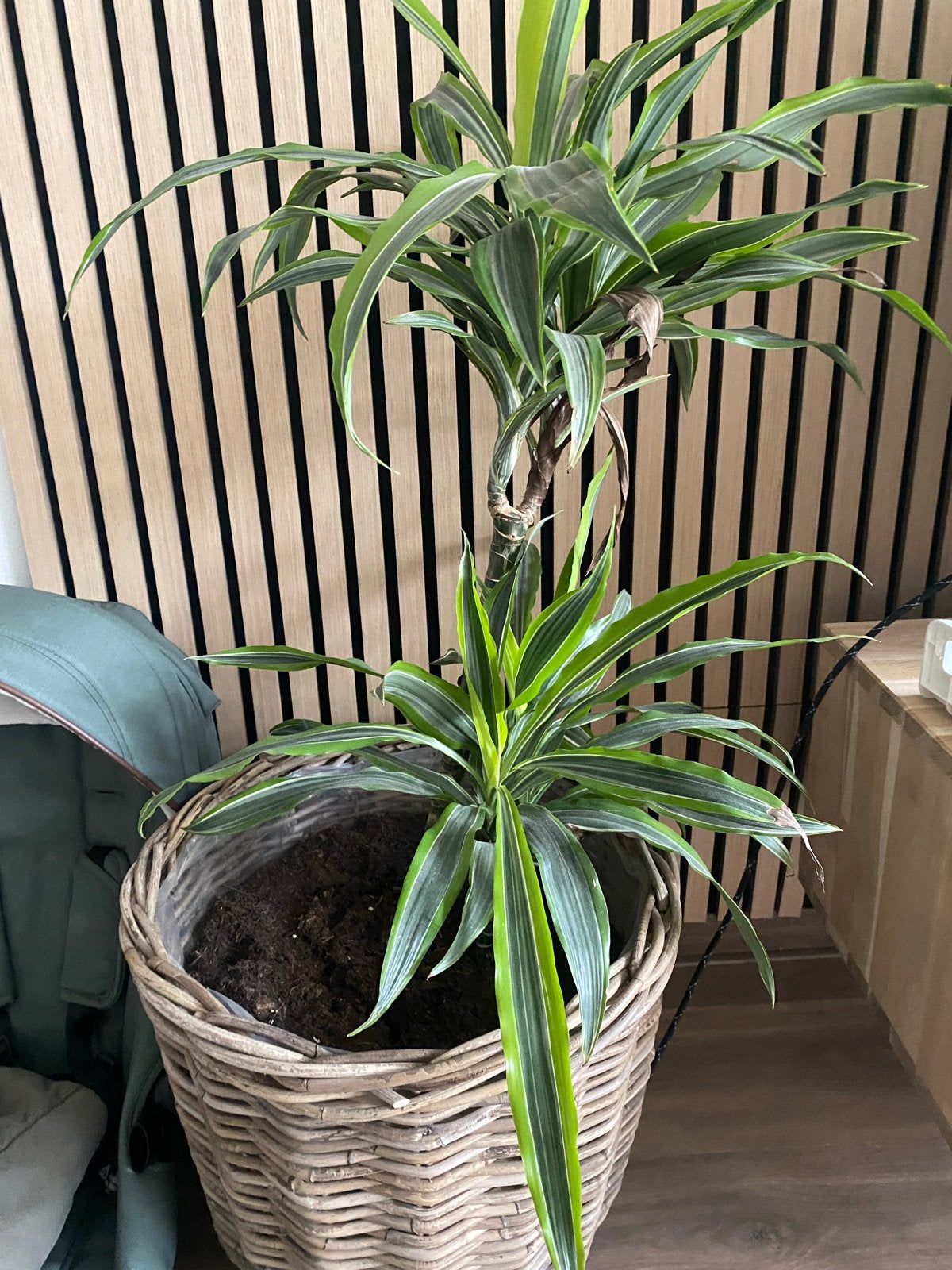 Grote Dracaena plant in rieten pot, Ophalen, 100 tot 150 cm, Overige soorten, Halfschaduw
