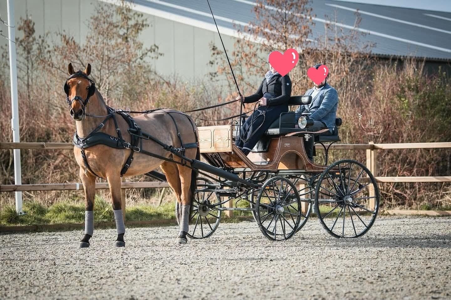 te koop precentatie wagen, Dieren en Toebehoren, Gebruikt, Marathonwagen, Paard
