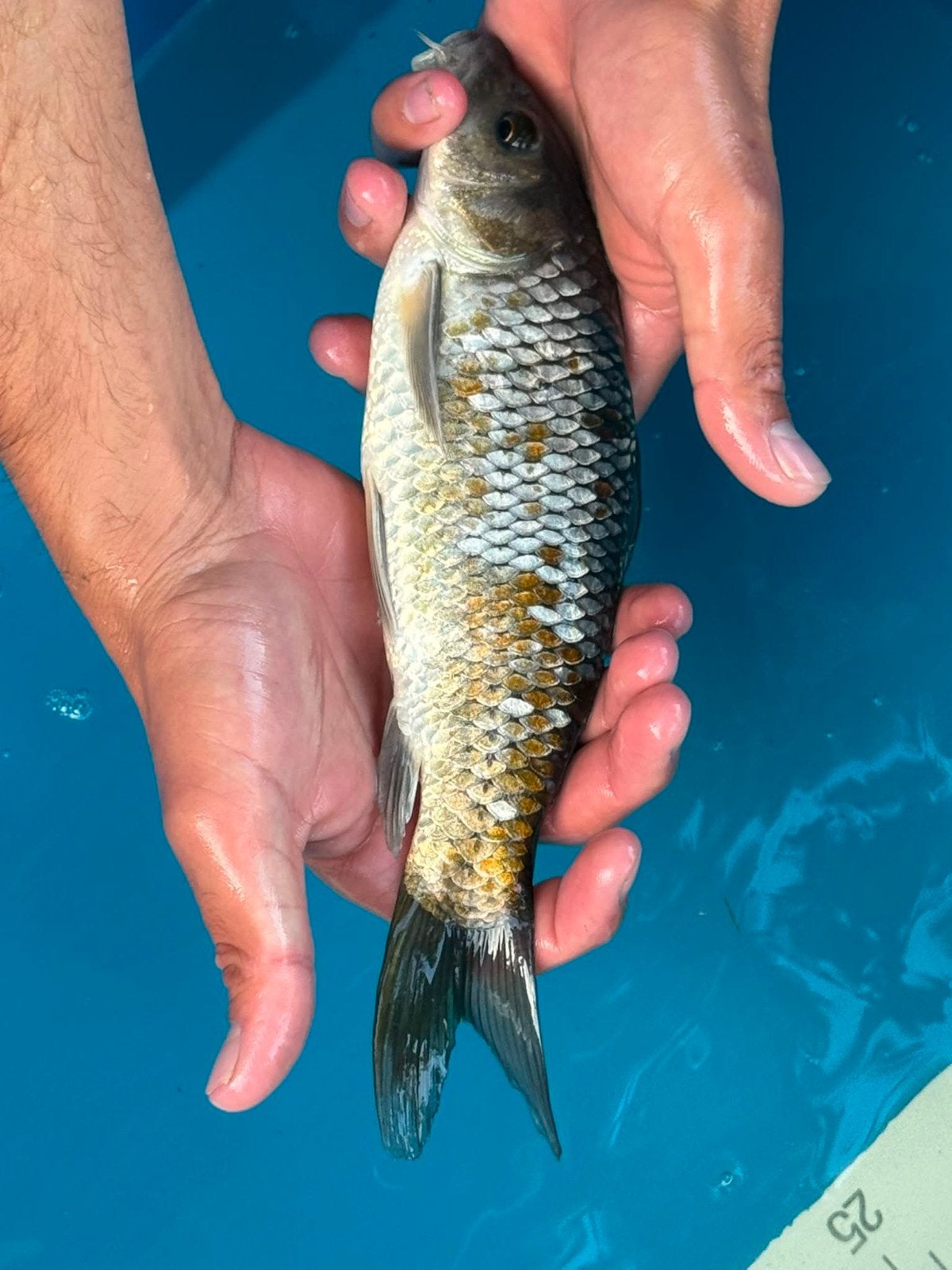 Koi ochiba, Dieren en Toebehoren, Vissen | Vijvervissen, Karper of Koi