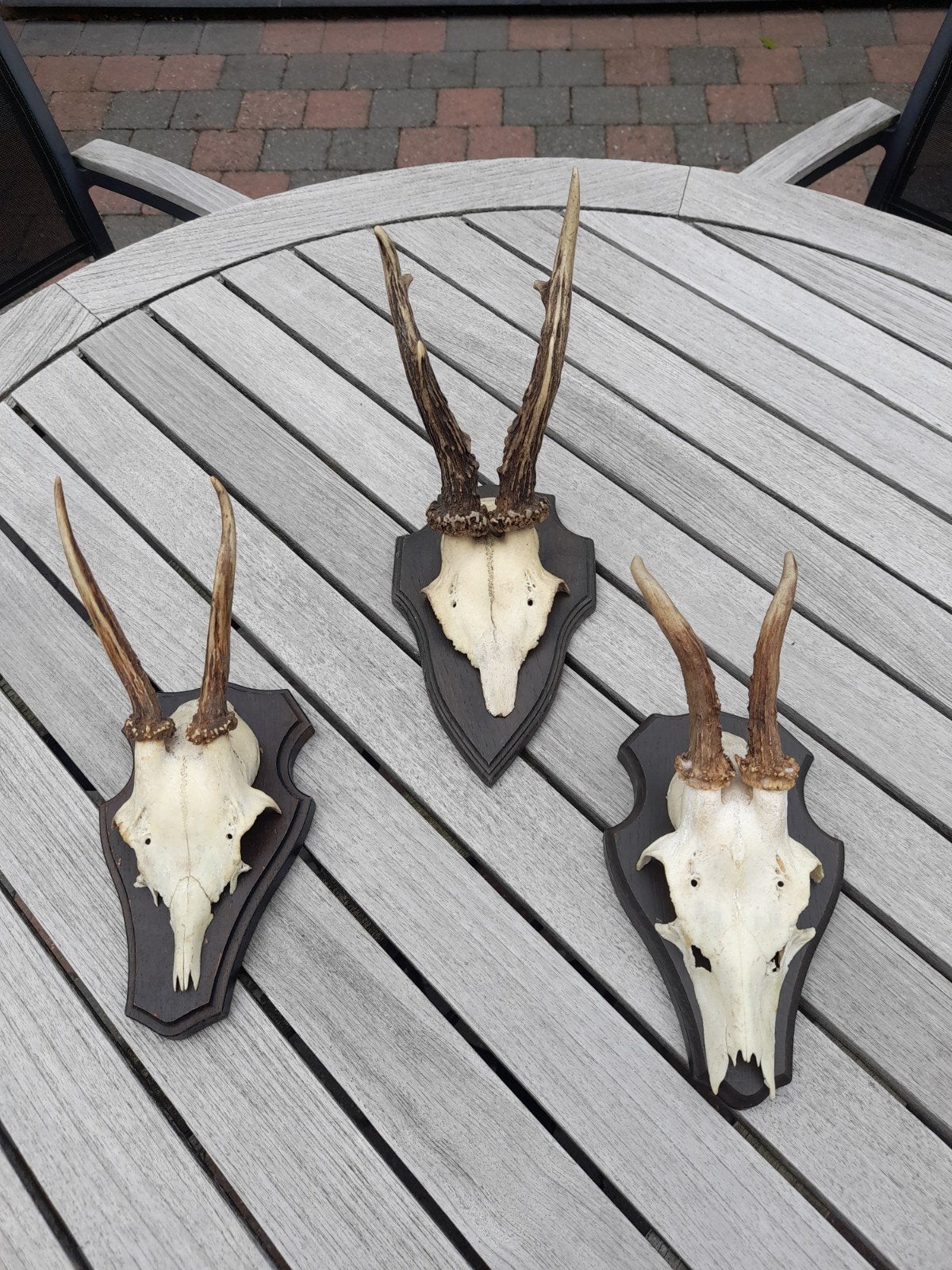 3 geweien, Verzamelen, Dierenverzamelingen, Ophalen of Verzenden, Zo goed als nieuw, Beeldje of Figuurtje