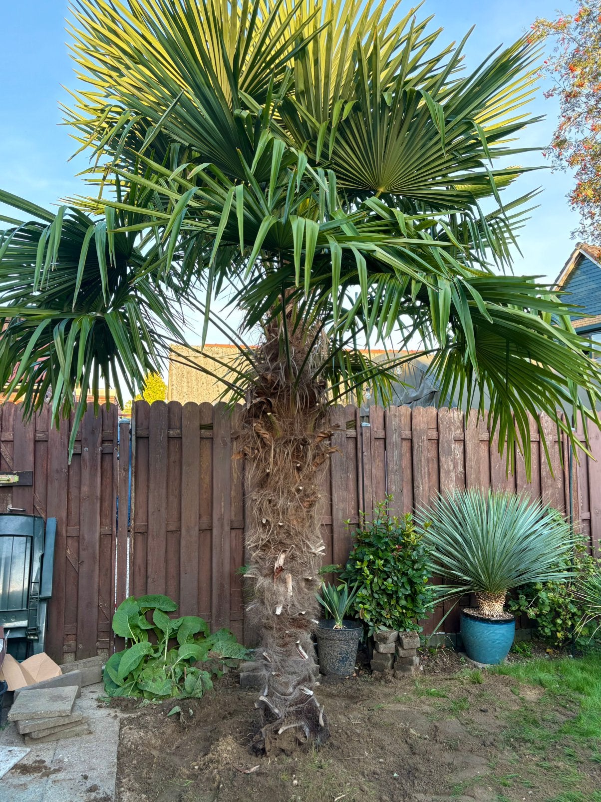 Palmboom te koop(winterhard), Ophalen, Gehele jaar, Volle zon