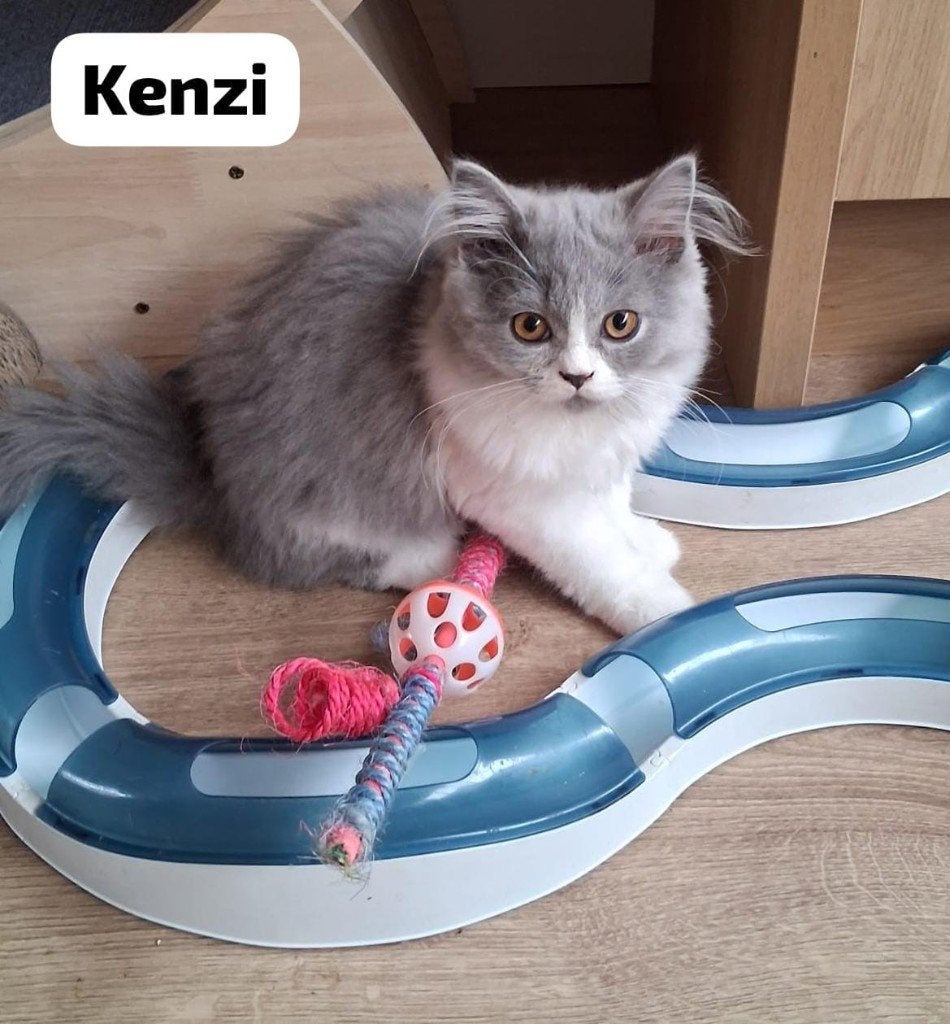 Nestje met nog 2  lieve Britten te koop, Dieren en Toebehoren, Katten en Kittens | Raskatten | Korthaar, Meerdere dieren, Met stamboom