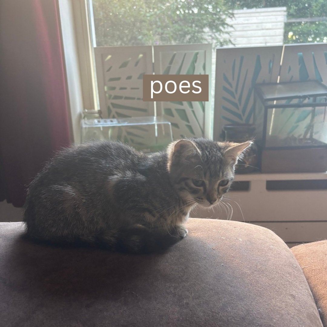 🐾 Lief jong poesje zoekt een fijn thuis, Poes, Kortharig, 0 tot 2 jaar