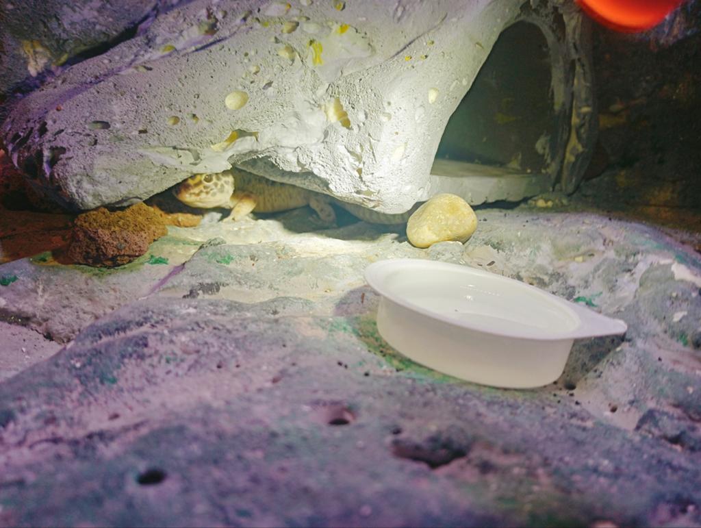 Twe luipardgekkos+ terrarium gratis, 0 tot 2 jaar