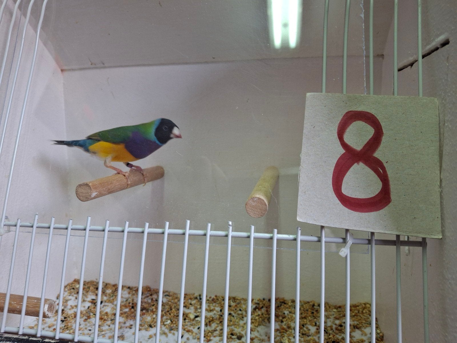 Gouldamadine, Mannelijk, Tropenvogel