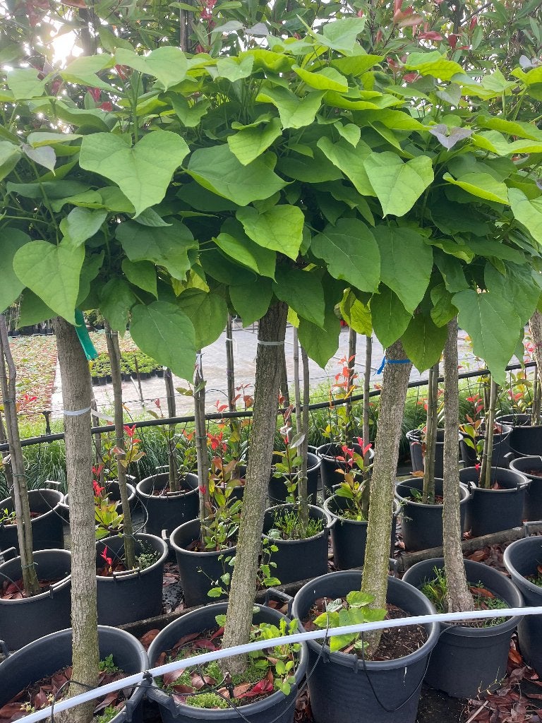 BOL CATALPA, wegens ruimte gebrek NU van €79,50 voor €30,00!, Tuin en Terras, Planten | Bomen, Bloeit niet, Halfschaduw, 100 tot 250 cm