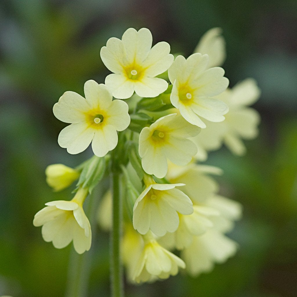 Zaden slanke sleutelbloem (Primula elatior) - inheems, bio, Ophalen of Verzenden, Najaar, Halfschaduw, Zaad