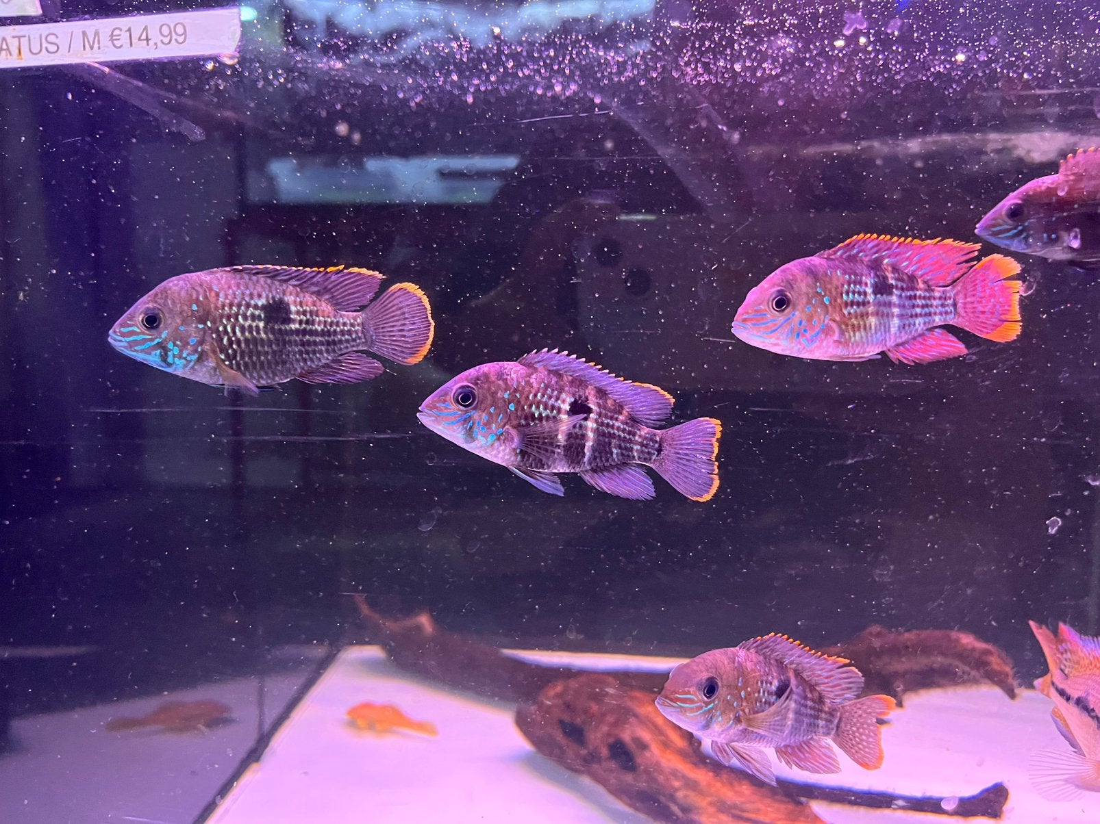 Rivulatus, Vis