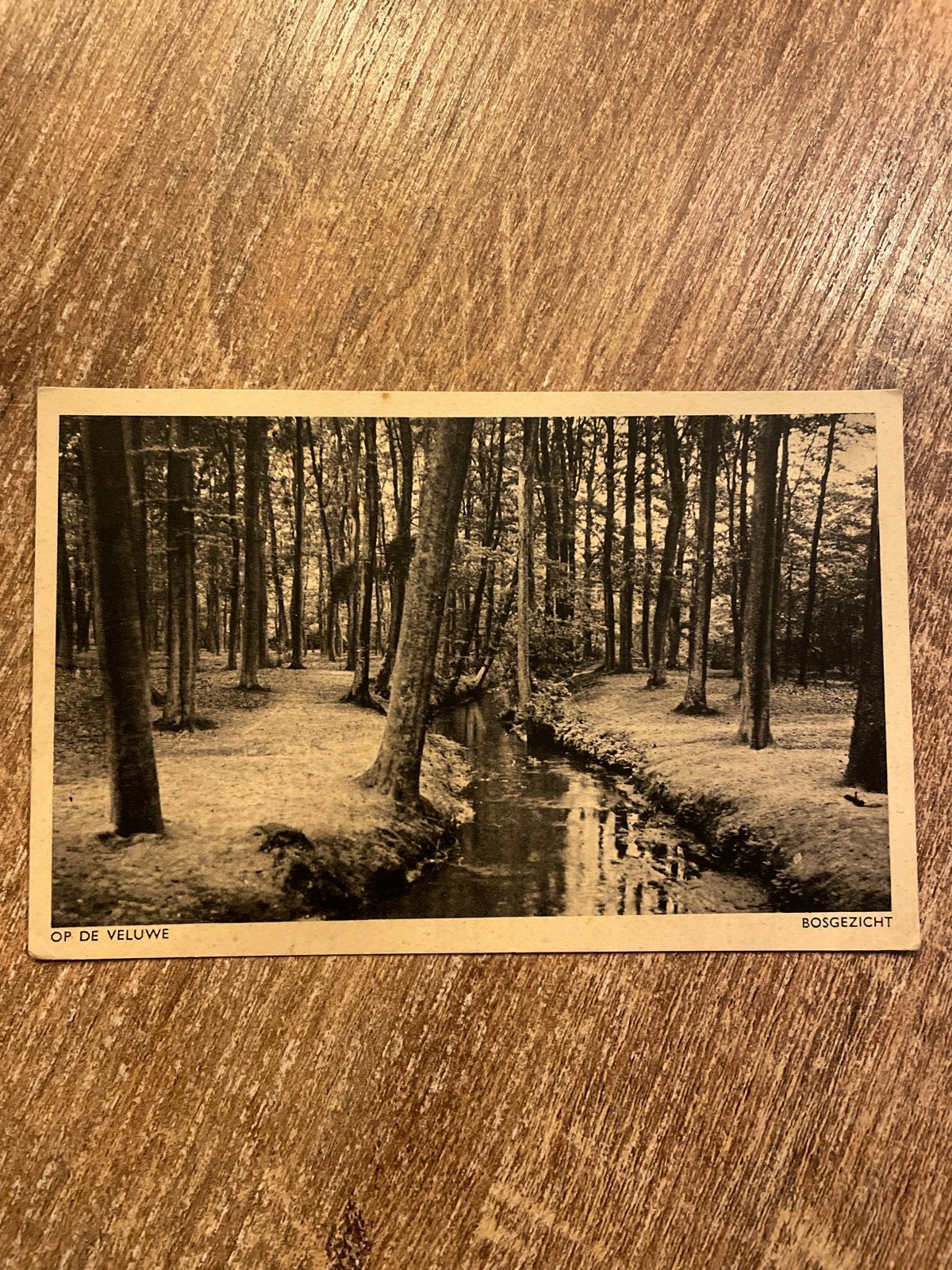Oude ansichtkaart: Bosgezicht op de Veluwe, Verzamelen, Ophalen of Verzenden, Ongelopen, Gelderland