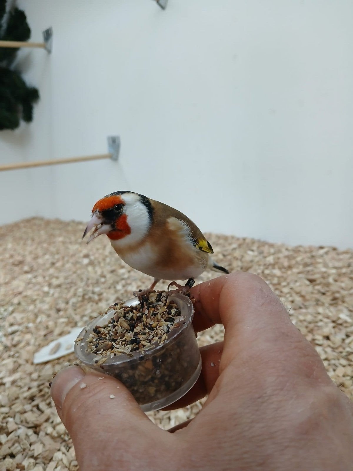 Prachtig kweekkoppel major putter 2023x 2024 nu ophalen €160, Dieren en Toebehoren, Vogels | Overige Vogels, Vrouwelijk, Wildzangvogel