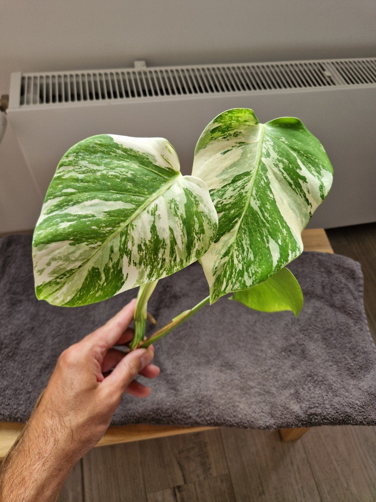 Monstera Deliciosa Albo Variegata kopstek kamerplant, Ophalen of Verzenden, Halfschaduw, Minder dan 100 cm