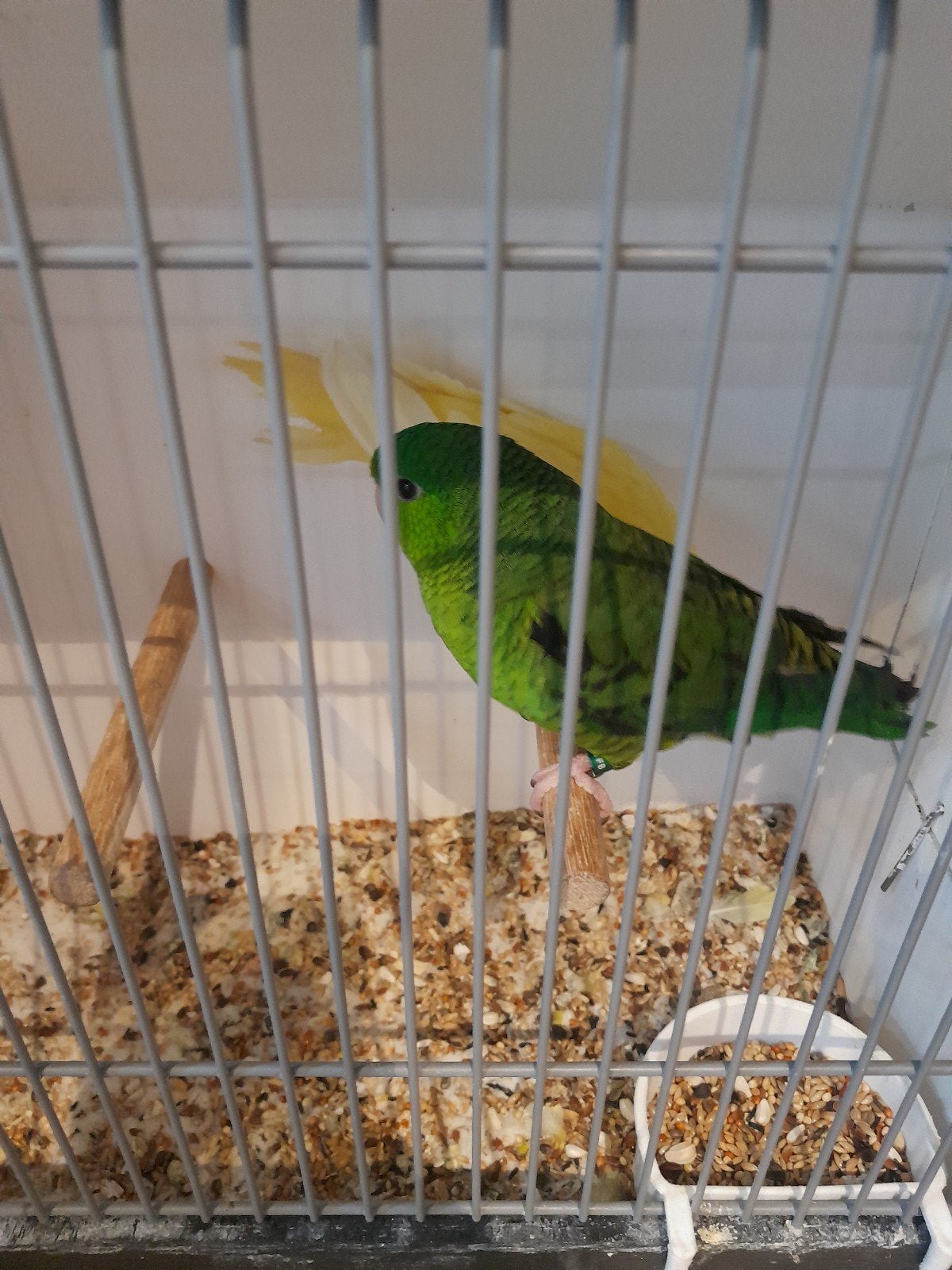 koppel catharinaparkieten, Meerdere dieren, Kleurkanarie
