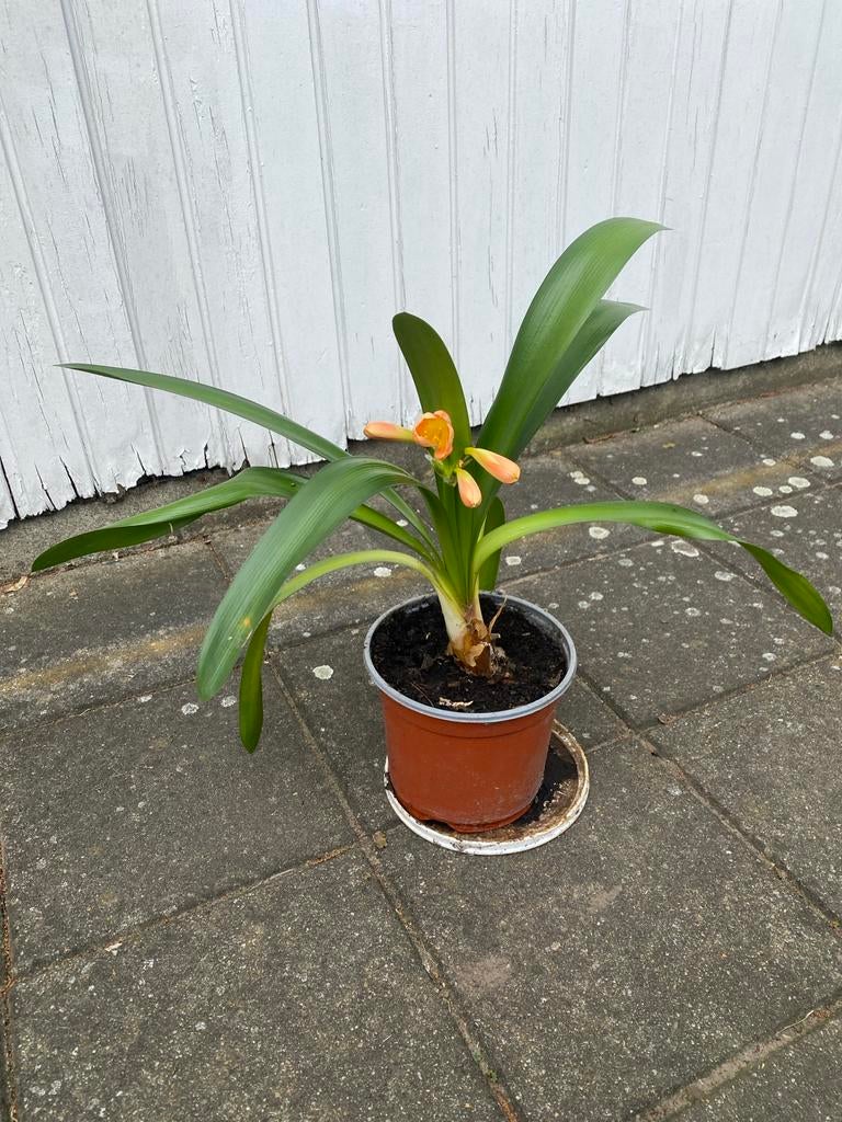 Clivia miniata - Oranje Kafferlelie in pot, Vaste plant, Halfschaduw, Lente, Ophalen
