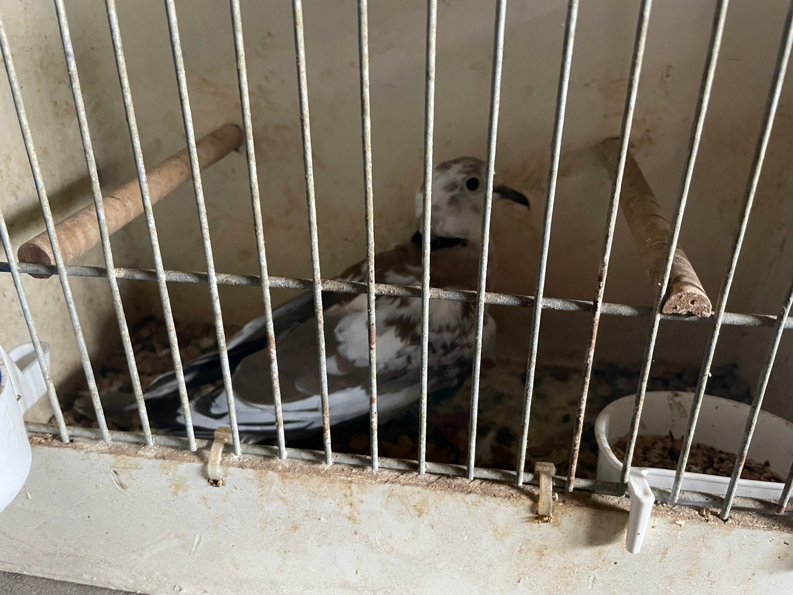 Bonte tortelduif doffer 2024 tekoop., Dieren en Toebehoren, Vogels | Duiven, Mannelijk, Tortelduif