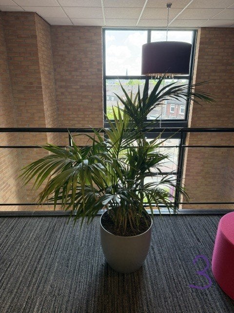 Natuurlijke plant , 100 euro\stuk , 23 stuks verschillende, Overige soorten, In pot, 150 tot 200 cm, Groene kamerplant