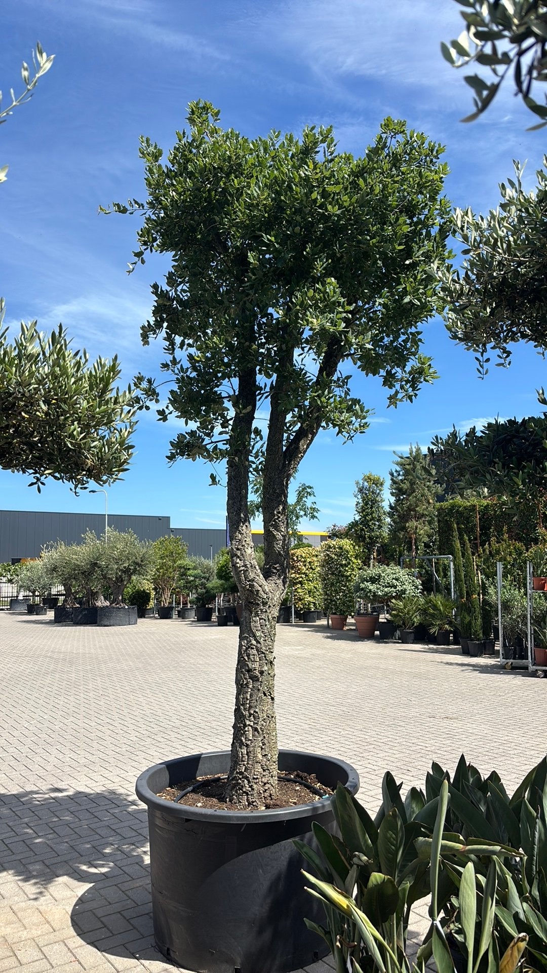 Quercus suber / kurkeik 350-400 cm!, Tuin en Terras, Bloeit niet, Overige soorten, 250 tot 400 cm, Ophalen