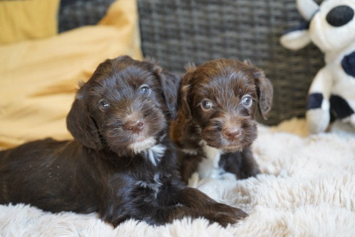 Springer spaniel x labradoodle pups te koop., Nederland, Parvo, Overige rassen, 8 tot 15 weken
