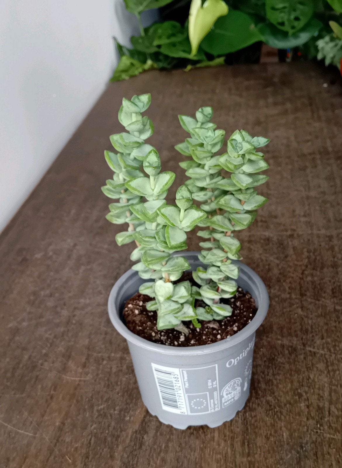 Crassula 20cm, Ophalen, Vetplant, Halfschaduw, In pot