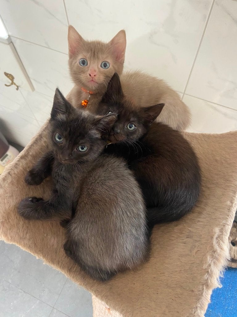 tamme kittens, Poes, 0 tot 2 jaar