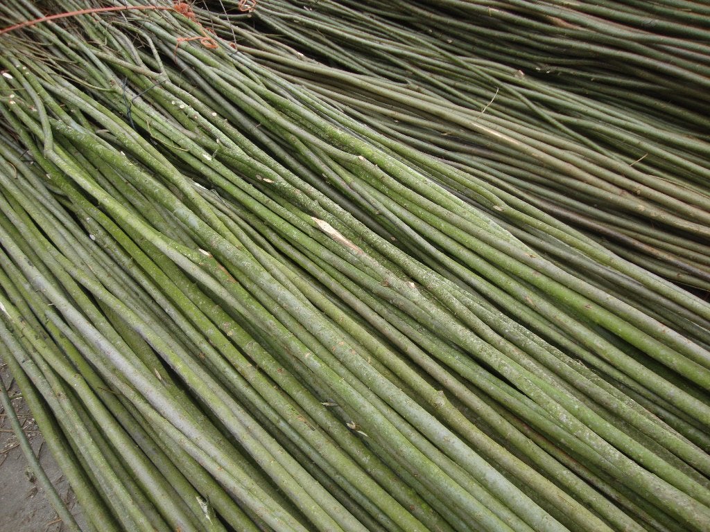 Wilgentenen., Ophalen, Nieuw, 2 meter of meer, 3 tot 6 meter