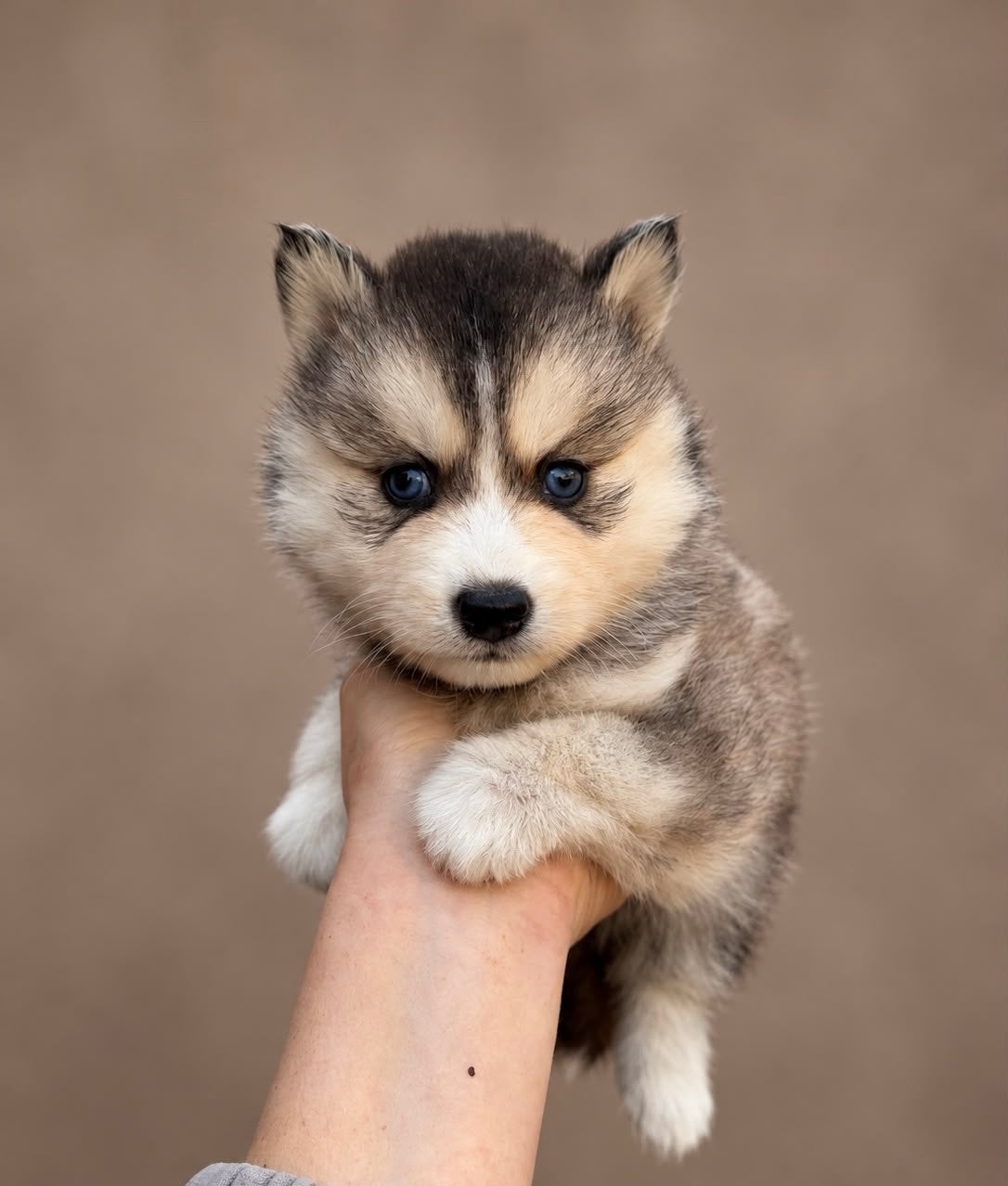 Prachtige pomsky pups beschikbaar, Dieren en Toebehoren, 8 tot 15 weken, Poolhond, Meerdere, Meerdere dieren