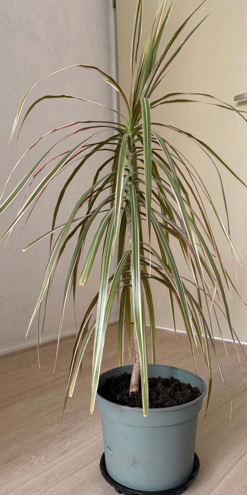 Dracaena Marginata/ Drakenbloedboom plant, Ophalen, Overige soorten, Volle zon