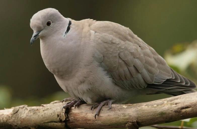 Gezocht Turkse Tortel duivin, Dieren en Toebehoren, Vogels | Duiven, Vrouwelijk