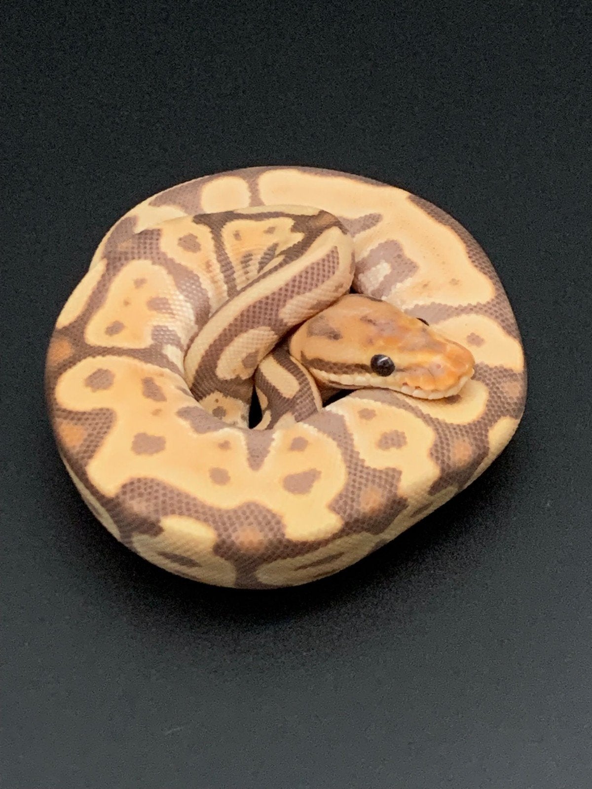 0.1 coral glow leopard red Stripe het clown python regius