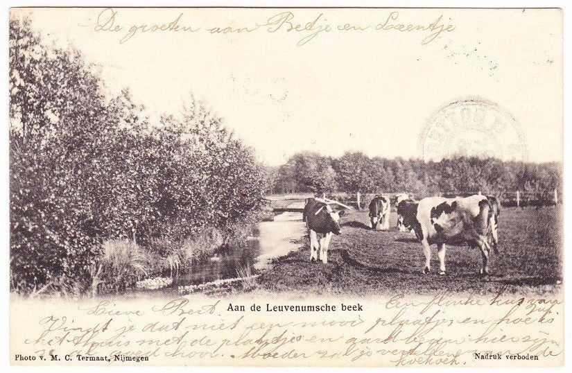 Leuvenum - Aan de Leuvenumsche beek met koeien, Verzenden, Voor 1920, Gelopen, Gelderland