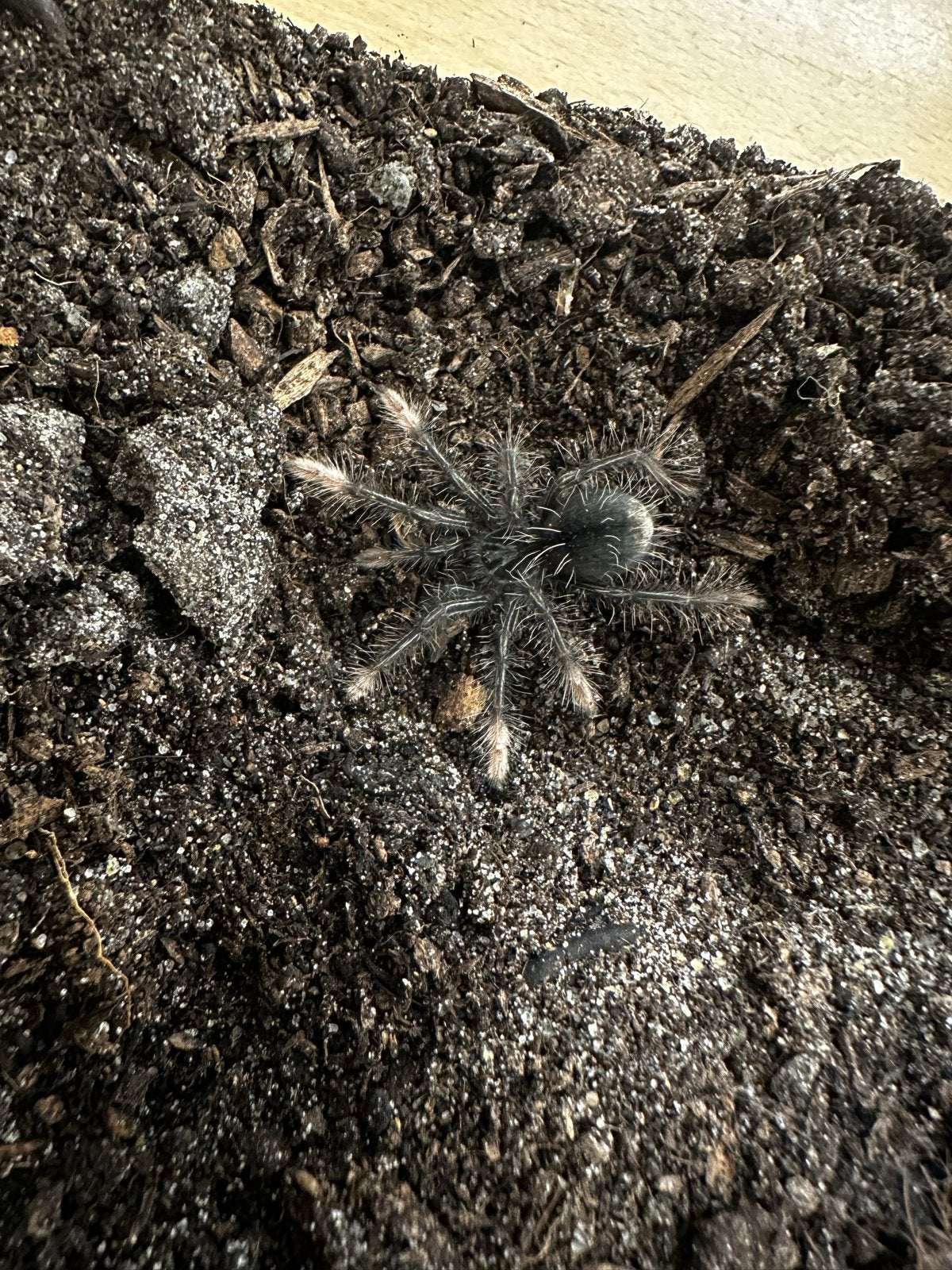 Theraphosa apophysis (4/5 CM), Dieren en Toebehoren, Spin of Schorpioen