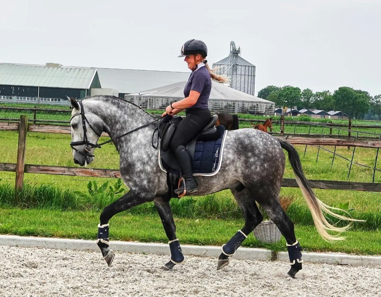 Fantastische lieve alleskunner! Ontzettend lieve ruin, Ruin, Dressuurpaard, 3 tot 6 jaar, L