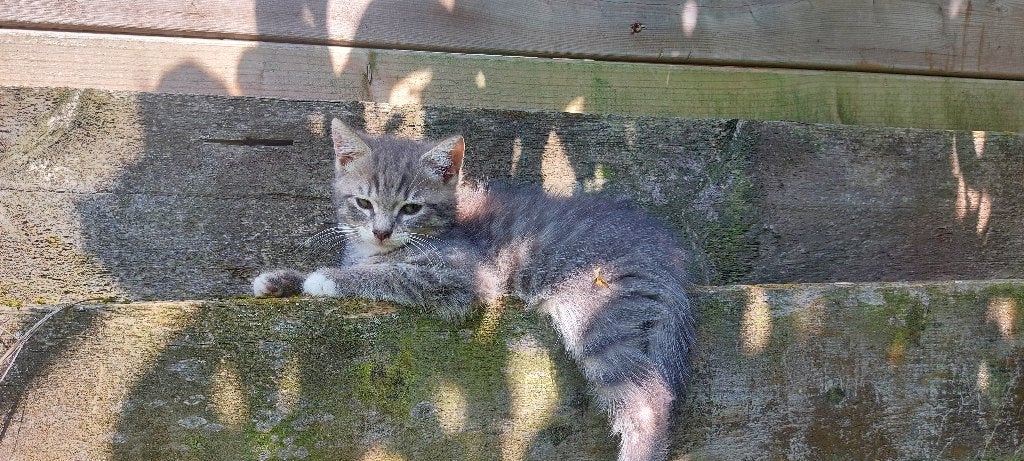 Poesjes, Dieren en Toebehoren, Katten en Kittens | Raskatten | Korthaar, Poes, Ontwormd, 0 tot 2 jaar