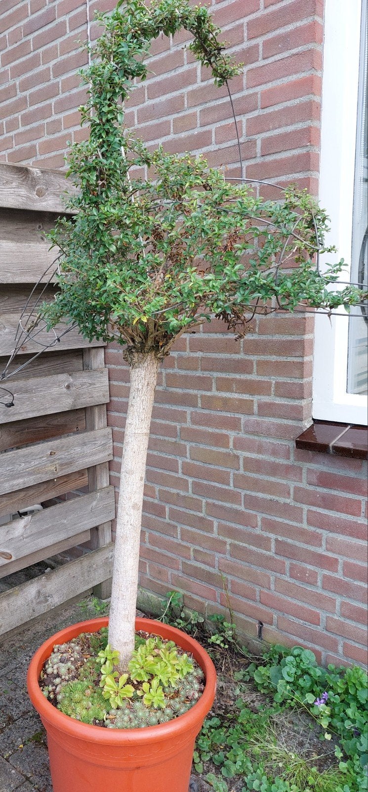 liguster op stam(80 cm hoog), met dolfijn van ijzerdraad, Overige soorten, 100 tot 250 cm, Zomer, Ophalen